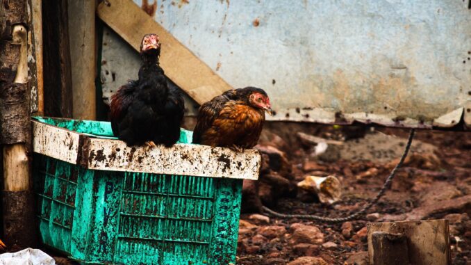 Poultry Farm Business Plan